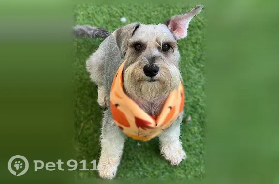 Lost Dog, San Pablo Circle, Davenport, Haines City — male standard-size schnauzer - photo