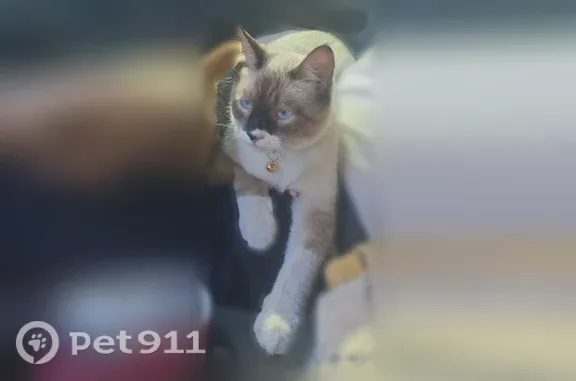 Missing cat Odessa, photo: Lost male cat, Gemini Street, 2524, Odessa — blue eyes and white paws