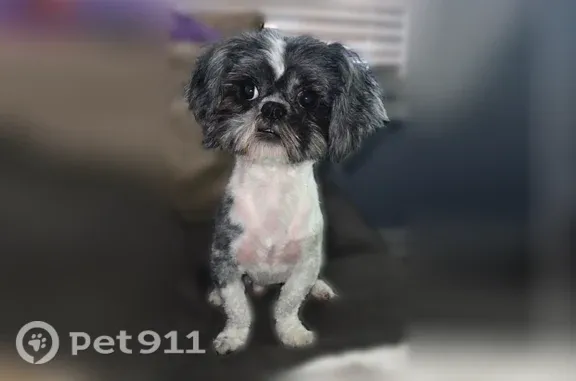 Lost pets Odessa, photo: Lost dog, West Westmoor Road, 7219, Odessa — male with an orange Halloween shirt