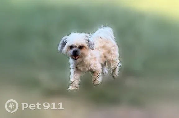 Lost Dog, Brookhaven Drive, 1014, Lancaster — friendly male with white/cream fur - photo