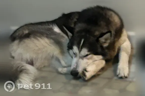 Lost pets Baltimore, photo: Lost dog, South Bentalou Street, 213, Baltimore — male husky with white, black and brown fur