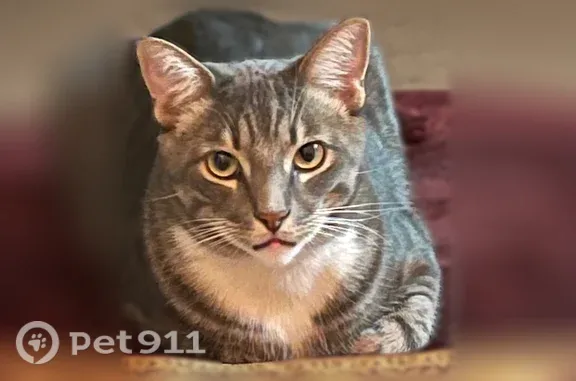 Lost cat, Lomas Boulevard Northwest, 520, Albuquerque — neutered male with white chest and paws - photo