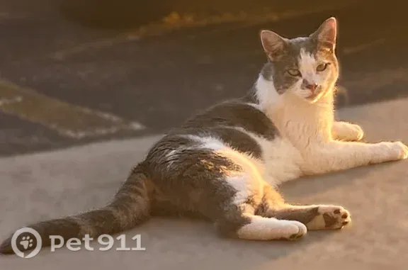 Lost cat, Oakcrest Avenue Northwest, 3411, Cleveland — gray and white female cat - photo