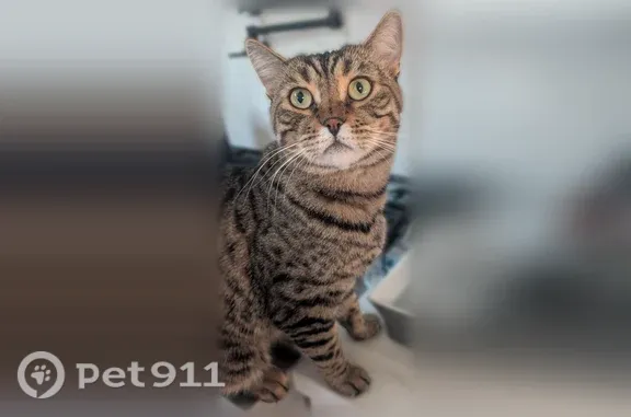 Lost cat, Verhoeven Road, 5207, Burlington — male Bengal-Siberian mix with brown-black spotted and striped fur - photo