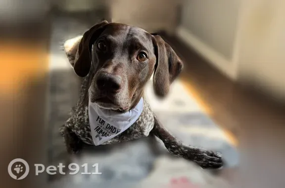 Lost Dog, Heister Valley Road, 2701, Mount Pleasant Mills, Duncansville — male GSP with brown and white ticking - photo