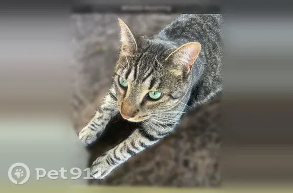 Missing cat Wyoming, photo: Lost cat, West 8th Street, 19, Wyoming — grey and tan with black stripes