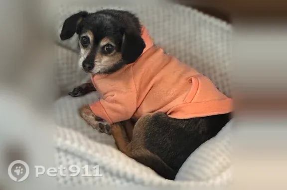 Lost dog, West Apache Street, 2310, Farmington, Albuquerque — male Chihuahua mix with a blue paw name tag - photo