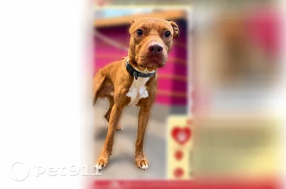 Found dog, Semmes Avenue, 800, Richmond, Cleveland — male Pitbull mix with a white chest patch - photo