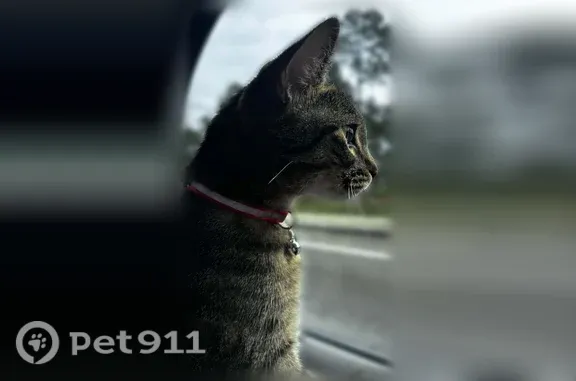 Lost cat, Alliant Avenue, 1530, Louisville, Mobile — female brown tabby wearing a pink/red collar - photo