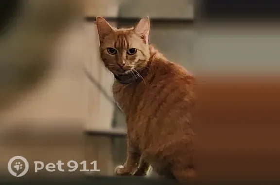 Missing cat Shreveport, photo: Lost female cat, North Woodlands Trail, Greenwood, Shreveport — small light orange tabby