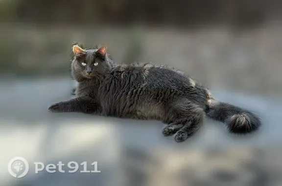 Lost male cat, South Zang Street, 5634, Littleton — long-haired gray Maine Coon - photo