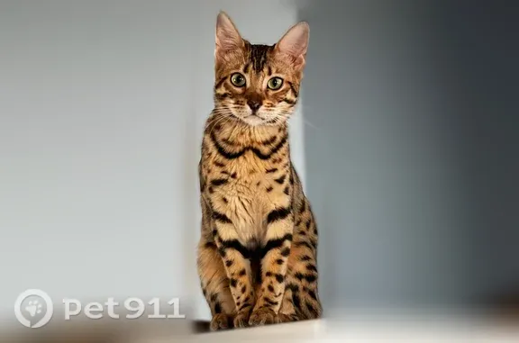 Lost female cat, North Pioneer Way, 1009, Parma, Arlington — harness and bell - photo