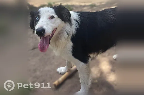 Lost dog, Hesket Way, 1518, Sacramento, Arlington — male, friendly and well-mannered - photo