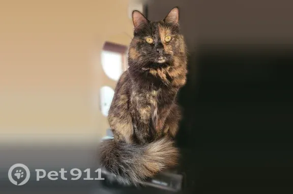 Lost pets Lino Lakes, photo: Lost cat, Kelly Street, Lino Lakes, Chicago — female, tortoiseshell, small build