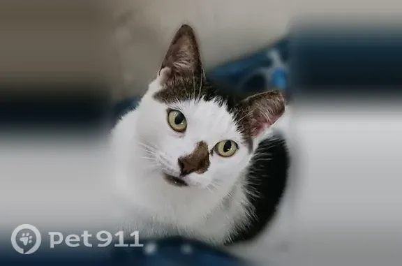 Lost female cat, Southeast 57th Avenue, 1027, Ocala — very friendly - photo