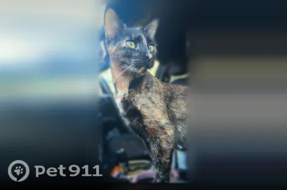 Lost pets Detroit, photo: Lost cat, female, Grayton Street, 10102, Detroit, Detroit — missing for several weeks