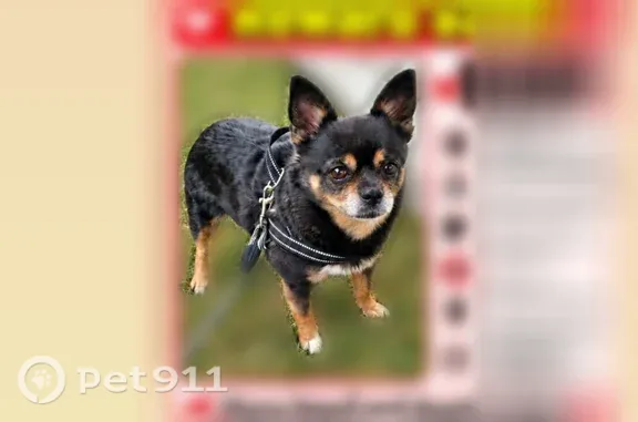 Lost pets Arlington, photo: Lost female dog, South 8400 West, 3500, Magna, Arlington — 7 years old