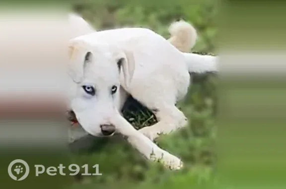 Lost dog, male — Arkansas 22, 4835, Paris — white Pyrenees mix with light blue eyes - photo