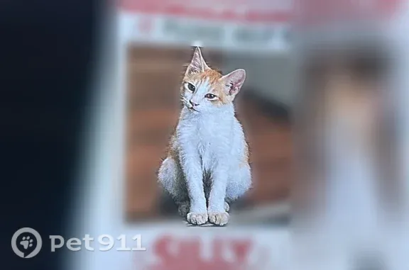 Missing cat Alvarado, photo: Lost cat, Happy Trail, 8128, Alvarado, Alvarado — small male with a crooked tail