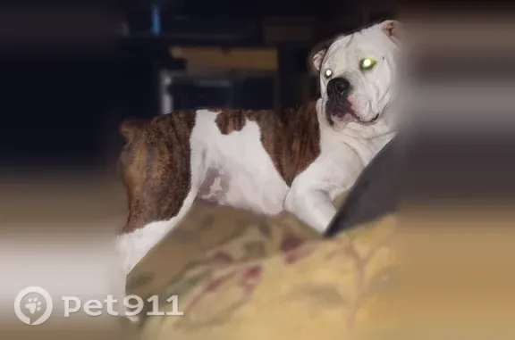 Lost dog — female, 3rd Street, 20, Marianna, Brownsville — white and brindle with one brindle ear - photo