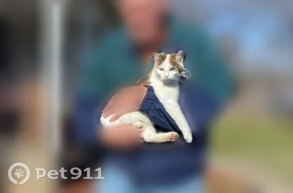Lost female cat, Dickerson Lane, 617, Falmouth — friendly calico with clipped ears - photo