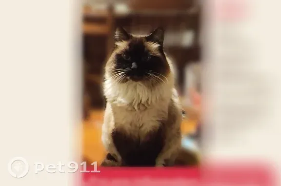 Lost cat, U.S. 95, 673, Searchlight — female Ragdoll - photo