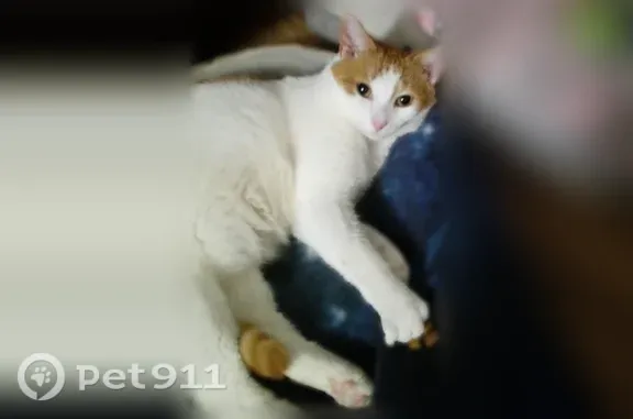 Lost pets Dundalk, photo: Lost cat, Battle Grove Circle, 7568, Dundalk — friendly orange-and-white male named Gizmo