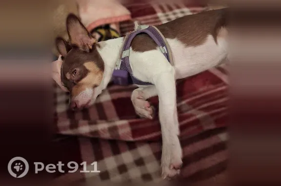 Lost male dog, McDowell Road, Arizona, Tempe — white body with brown spots - photo