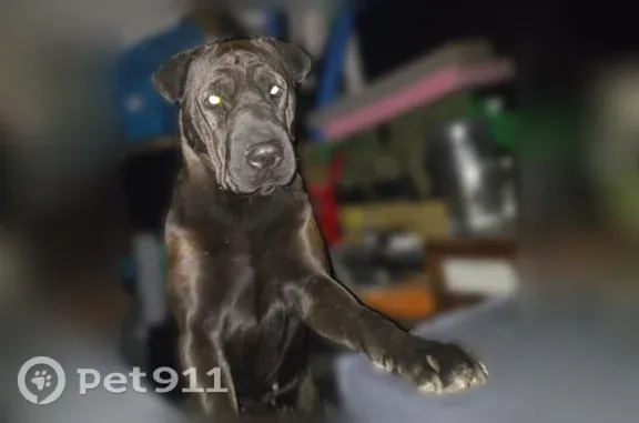 Lost pets El Paso, photo: Lost female dog, Pershing Drive, 2818, El Paso — brownish coloring on back legs