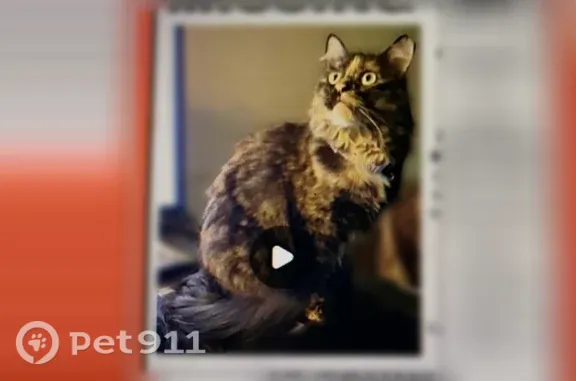 Lost female cat, Westminster Place, 305, Flemington — dark brown tortoiseshell with pink nostrils - photo
