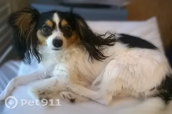 Lost dog, Oaklawn Drive, Sachse, San Jose — female Papillon with a white coat - photo