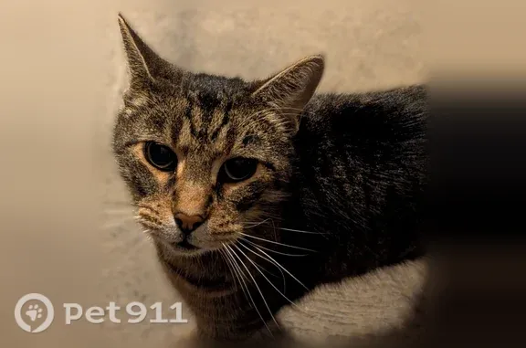 Found cat Arlington, photo: Found cat, Cedarstone Drive, Hilliard, Arlington — orange/brown tabby with an orange collar