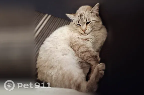 Lost cat, South Pecos Road, Las Vegas Valley, Las Vegas — female with Siamese markings - photo