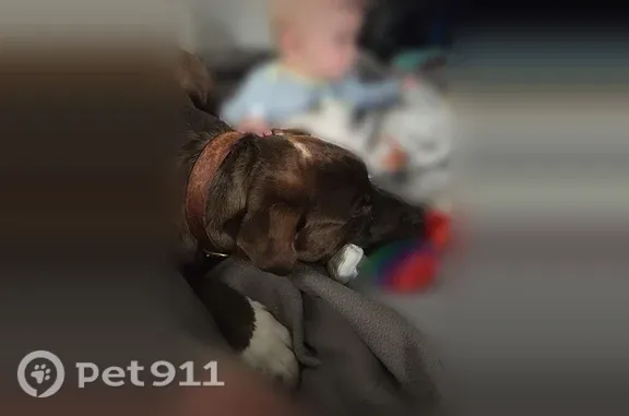 Lost dog, County Road B, W9845, Coleman, Oconto — male with blue shock collar - photo