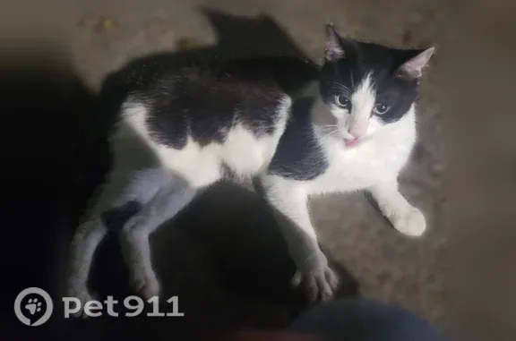 Found cat Birmingham, photo: Found cat, 20th Street South, 1045, Birmingham — very skinny and friendly