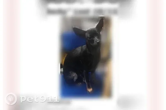Lost pets Las Vegas, photo: Lost male dog, Elmhurst Lane, 4901, Las Vegas — black and tan with an ear notch