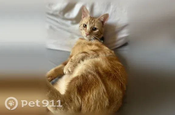 Missing cat Fountain Valley, photo: Lost cat, San Jacinto Street, 16419, Fountain Valley — male with a crook at the tip of his tail