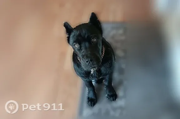 Lost pets Oklahoma City, photo: Lost dog, Outpost Drive, Oklahoma, Oklahoma City — black female Cane Corso and white male Great Dane