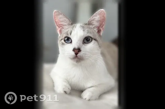 Lost cat, Valle Verde Road, 11531, Socorro — female with blue eyes - photo