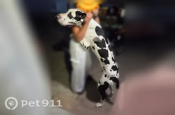Lost pets Oklahoma City, photo: Lost dog, Outpost Drive, Oklahoma, Oklahoma City — white Great Dane and black Cane Corso