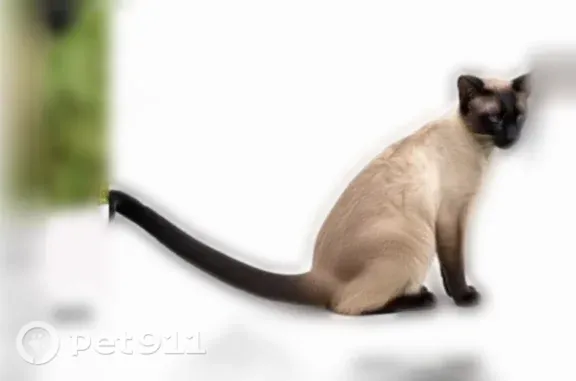 Lost pets Oakton, photo: Lost male cat, Jermantown Road, 2950, Oakton, Oakton — Siamese shorthair with blue eyes