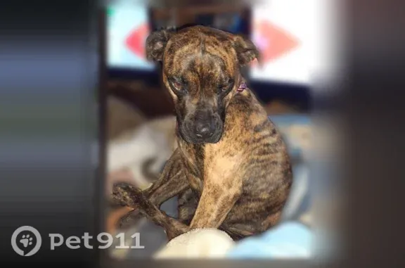 Lost pets Bothell, photo: Lost dog, female, Pebrican Avenue, Cheyenne, Bothell — sits like a human
