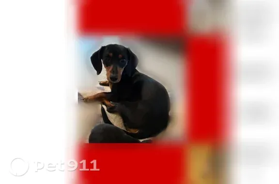 Lost pets Pink, photo: Lost dog, Woodside Drive, 16810, Pink — female with a light purple collar