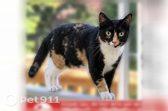 Lost pets Charlotte, photo: Lost cat, Wensley Drive, 2501, Charlotte — small female calico tuxedo