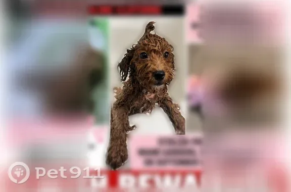 Lost dog, Northwest 211th Street, 3451, Miami Gardens — white chest patch - photo