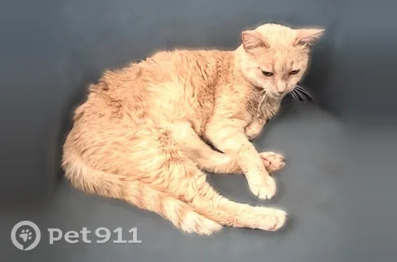Lost pets Fort Worth, photo: Lost cat, Singleton Road, Texas, Fort Worth — elderly female Georgia is unwell