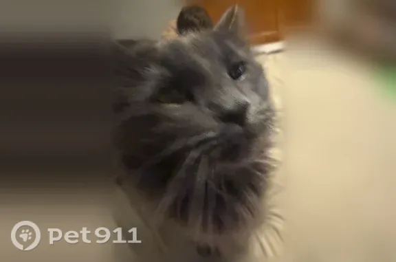 Lost pets Wichita, photo: Lost male cat, South Erie Street, 305, Wichita — shy, may be hiding