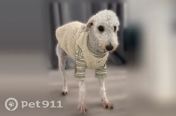 Missing dog Queens, photo: Lost dog, 72nd Avenue, 144-46, Queens — female Bedlington Terrier