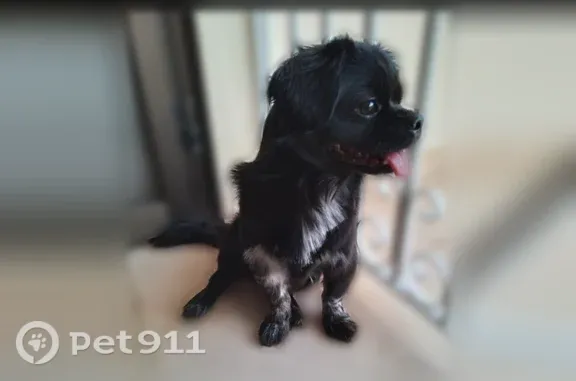 Lost dog, East 57th Street, 420, Loveland — male Pekingese with a green and orange harness - photo