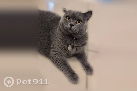 Lost cat, Northwest 7th Court, Boynton Beach — grey-blue coat, blue collar - photo